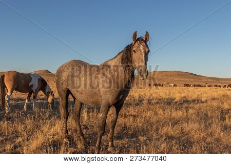 A Herd Of Wild Horses In The Utah Desert