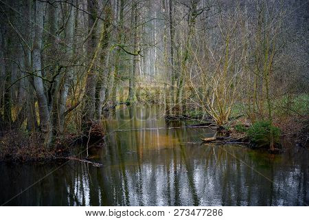Wetland With Water, Bare Trees And Bushes Winter At The Hellbach Or Pinnau Valley Near Mölln, German