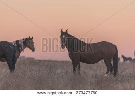 A Herd Of Wild Horses In The Utah Desert
