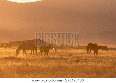 A Herd Of Wild Horses In The Utah Desert
