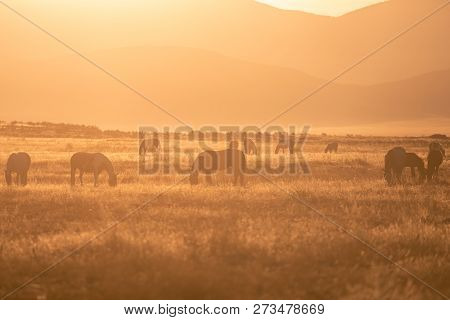 A Herd Of Wild Horses In The Utah Desert