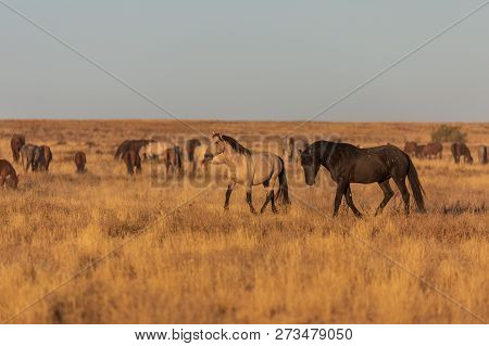 A Herd Of Wild Horses In The Utah Desert
