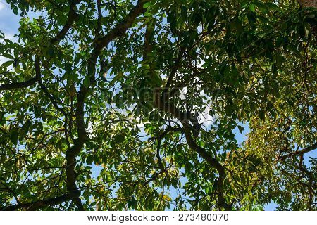 Large And Shady Trees, Towering High With Yellowish Green Leaves Thriving Near The Beautiful Paniki 