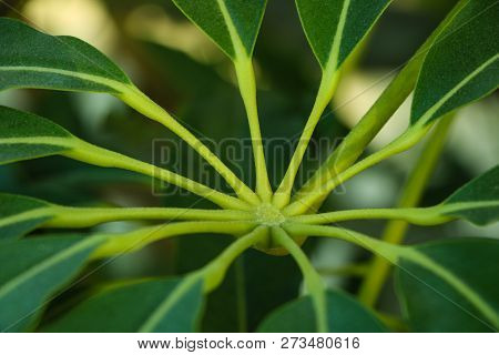 Money Tree Pachira Aquatica Houseplant In Front Of A Curtain With Green Optic Macro Leaf.