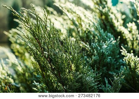 Closeup Nature Detail Of Small Frosted Icy Plants And Dry, Dead Frozen Leaves With Rime Covering The