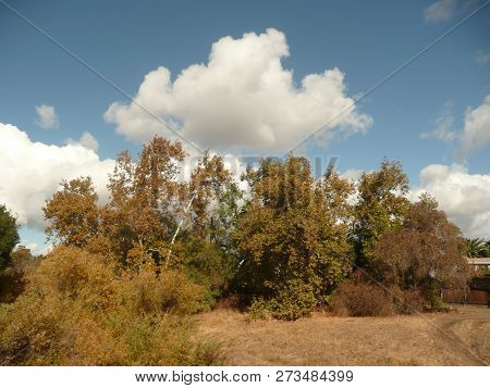A Fall Landscape With Fluffy Cumulus Clouds In Blue Sky