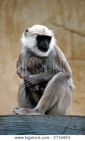 Hanuman langures
