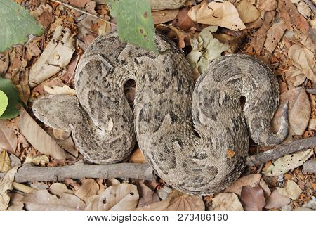 Puff Adder (bitis Arietans)