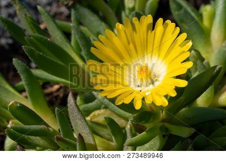 Midday Flower (delosperma Congestum), Close Up Of The Flower Head