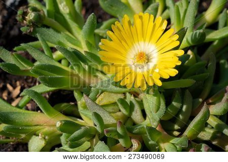 Midday Flower (delosperma Congestum), Close Up Of The Flower Head