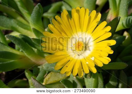 Midday Flower (delosperma Congestum), Close Up Of The Flower Head