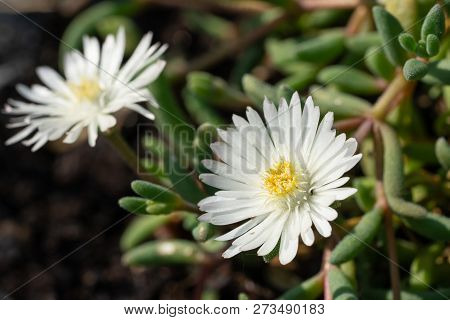 Midday Flower (delosperma Congestum), Close Up Of The Flower Head