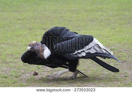 An Andean Condor, Vultur Gryphus, On The Ground
