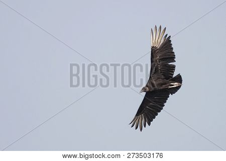 View Of A Black Vulture,coragyps Atratus In Flight