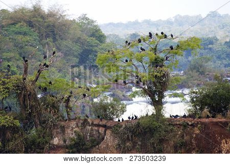 A Black Vulture Group,coragyps Atratus At Iuazzu Falls