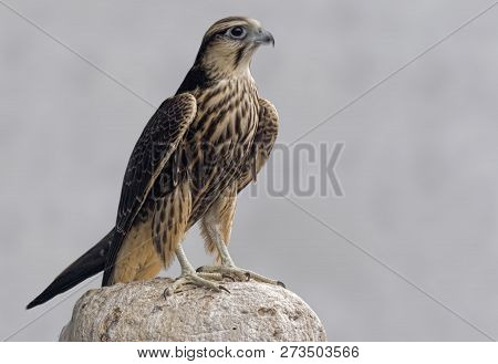 A Lagger Falcon, Falco Jugger, Perched On A Rock