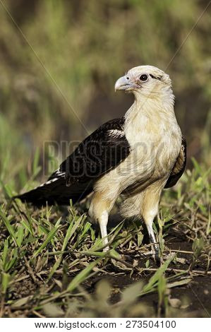 A Vertical Of A Yellow-headed Caracara, Milvago Chimachima, On The Ground