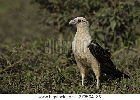 A Relaxed Yellow-headed Caracara, Milvago Chimachima, On The Ground