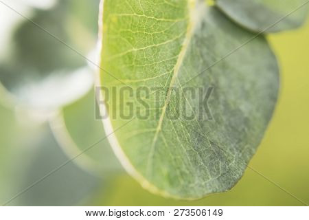 Eucalyptus Leaves Baby Blue Close Up With Streaks Texture Green Macroshooting