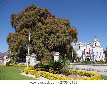 Scenic Cypress Tree With Stoutest Trunk And Church On Main Square Of Santa Maria Del Tule City In Me