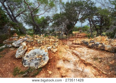 The Sea On The Trail Of Aphrodite On Cyprus. Juniper Tree