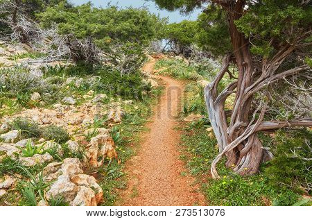 The Sea On The Trail Of Aphrodite On Cyprus. Juniper Tree