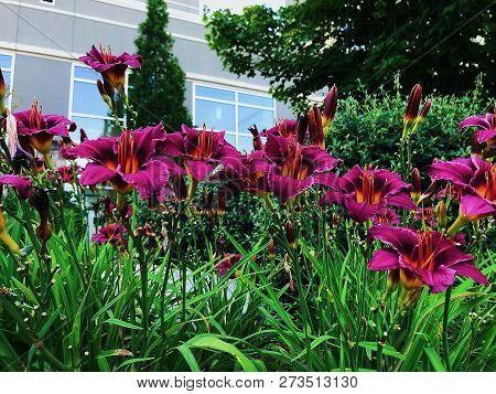 Lily Flower In Shades Of Purple Reflecting Personality