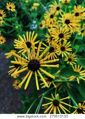 Rare Yellow Daisy African Flower With Fine Tips In A Flowery Garden