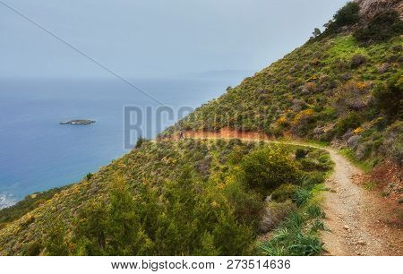 The Sea On The Trail Of Aphrodite On Cyprus. Juniper Tree