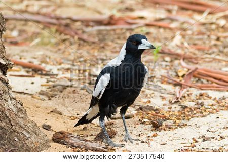 Australian Magpie bird walking on sandy ground in Australia (Gymnorhina tibicen)