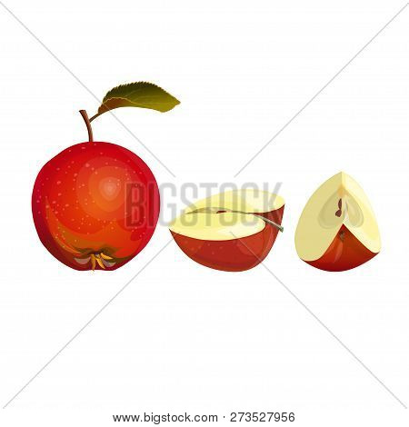 Fresh Red Apples - One Whole, Half And Quarter. Vector Illustration Isolated On White Background