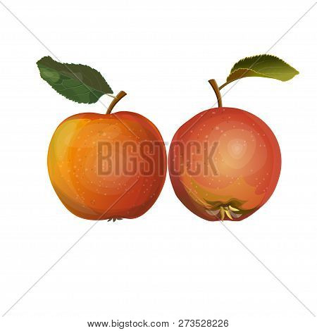 Two Red Apples With Leaf. Vector Illustration Isolated On White Background