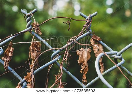 Dear Dried Morning Flory Vines On A Chain Link Fence With Trees