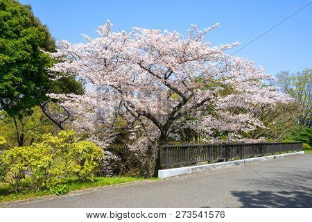 Cherry Blossom Season In Showa Kinen Koen At Kyoto,japan.