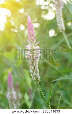 Pink Celosia Argentea Flower In Nature Garden