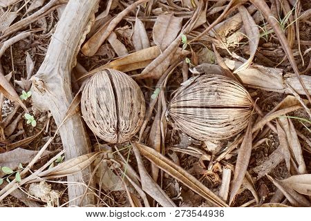 Close Up Dry Cerbera Odollam Fruit On The Ground