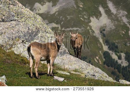 Young Female Alpine Capra Ibex With A Cub Looking At The Camera And Standing On The High Rocks Stone