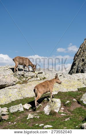Young Female Alpine Capra Ibex With A Cub Standing On The High Rocks Stone In Dombay Mountains Again