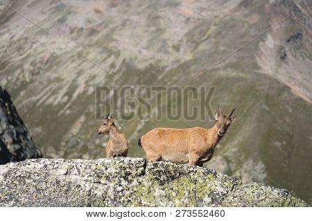 Young Female Alpine Capra Ibex With A Cub Looking At The Camera And Standing On The High Rocks Stone