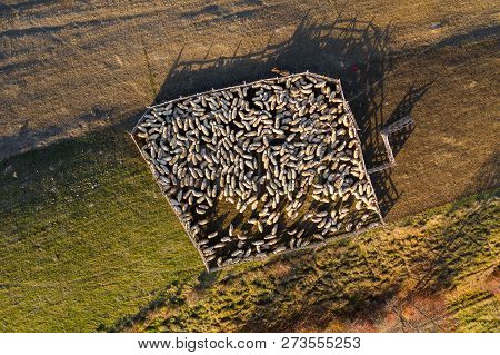 Aerial Drone Shot Of Sheep