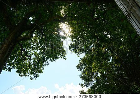 Looking Up At Big Tree, Green Leaves, Blue Sky And Sunshine On Beautiful Natural Background, Green B