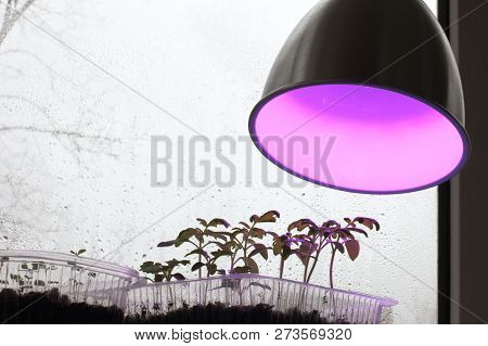 Young Seedlings Under Fito-lamp Against The Window With Rain Drops / Assistant Gardener In Cloudy We