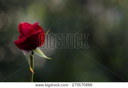 Beautiful Red Rose In The Garden On A Green Background