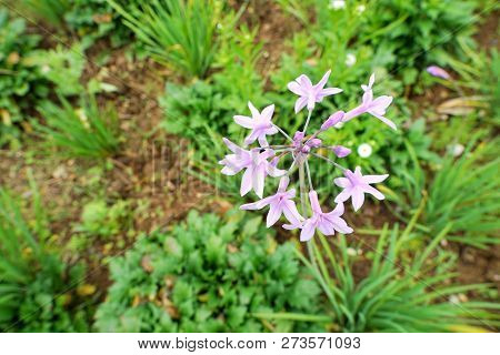 Top View Of Spider Flower On Blurred Branch And Leaf Background (cleome Spinosa,capparaceae)