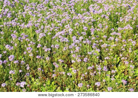 Purple Flowers (phacelia) As Green Injector And Bee Food At Usquert. The Netherlands