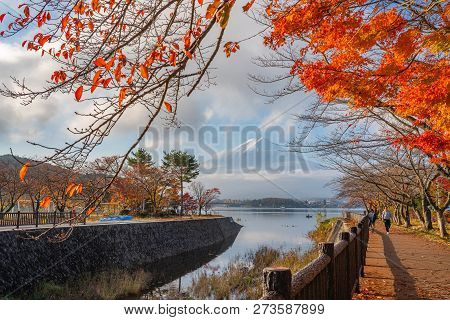 Yamanashi, Japan - November 8, 2018: Tourists Having Sight-seeing Around Kawaguchiko Lake To See Bea