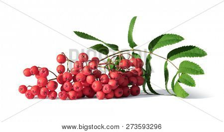 Bunch of rowan berries or mountain ash isolated on white closeup