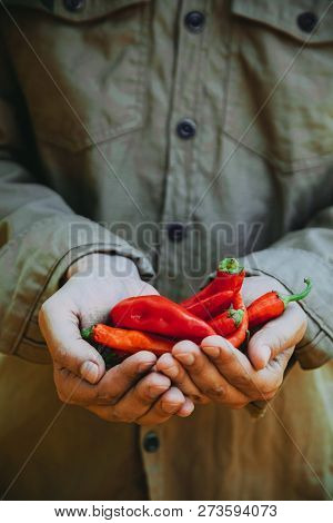 Summer Vegetable Garden Concept With Gardener Harvesting Ripe Chili Peppers