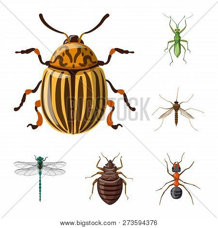 Isolated Object Of Insect And Fly Icon. Set Of Insect And Element Vector Icon For Stock.