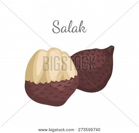 Salak Salacca Zalacca Palm Tree Exotic Juicy Fruit Vector Whole And Cut Isolated. Tropical Edible Fo